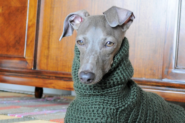 「Mother of Yotchan」イタグレポンチョを編む。