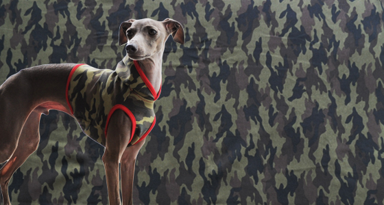 イタグレBuono!のファッションショー「迷彩服でランニング」