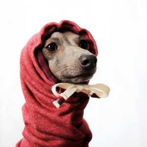 イタグレ・ウィペット犬服|お耳ぬくぬくスヌード&ネックウォーマー|選べる3カラー(ポピーレッド/桜色/イタグレグレイ)