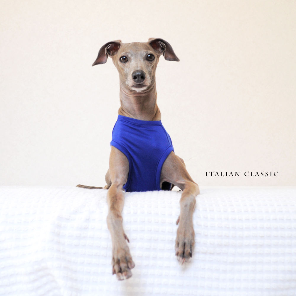 犬服｜Italian Classic｜イタリア製ストレッチ天竺ニット｜選べる４タイプ×３カラー（Blue/Gray/Yellow）