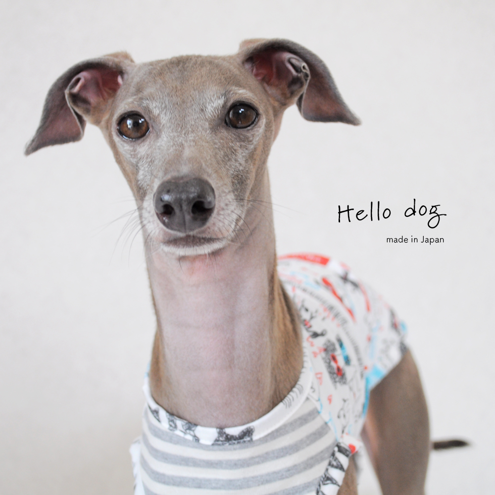 犬服｜Hello dog｜ダブルガーゼ×杢天竺ボーダーニット｜選べる３タイプ