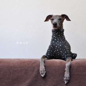 犬服|雪降る町|接結ニット|選べる4タイプ×3カラー(ライトグレイ/ダークグレイ/ネイビー)