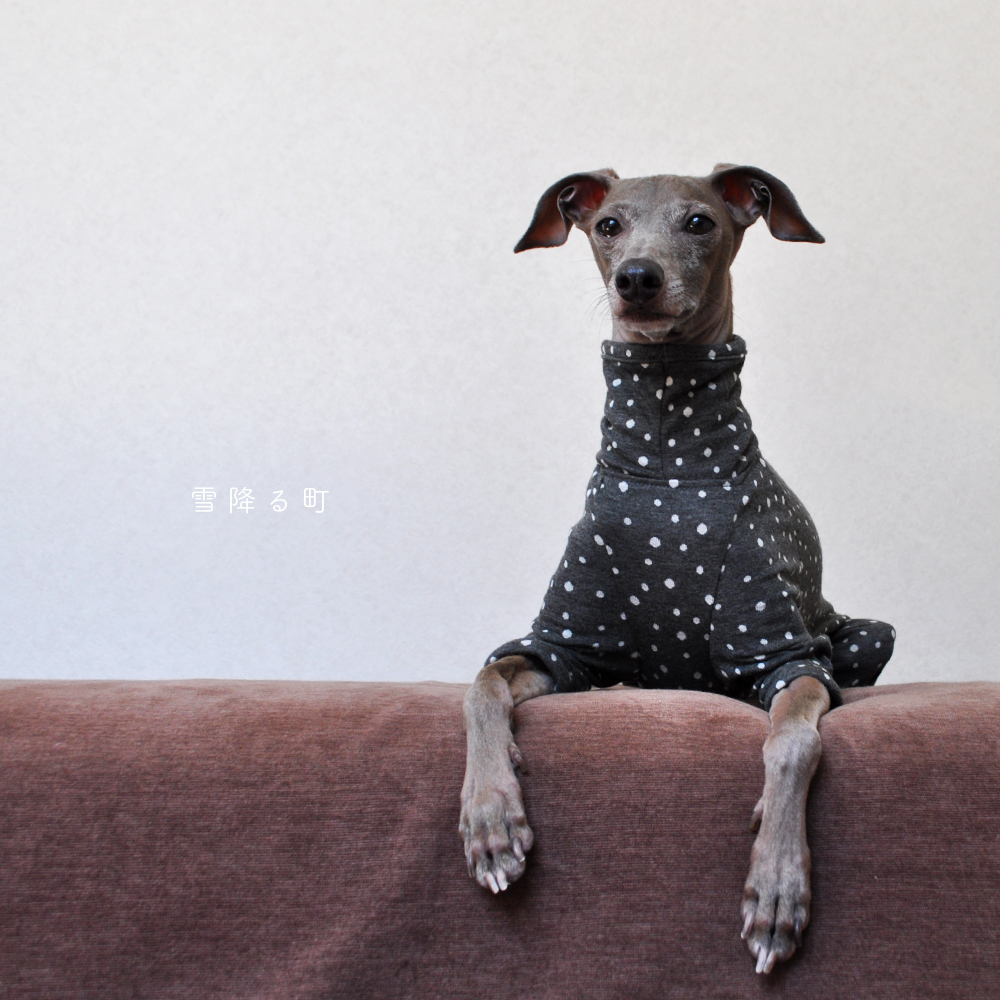 犬服｜雪降る町｜接結ニット｜選べる４タイプ×３カラー（ライトグレイ/ダークグレイ/ネイビー）