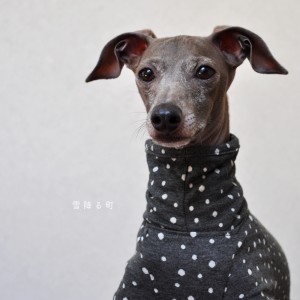 犬服|雪降る町|接結ニット|選べる4タイプ×3カラー(ライトグレイ/ダークグレイ/ネイビー)