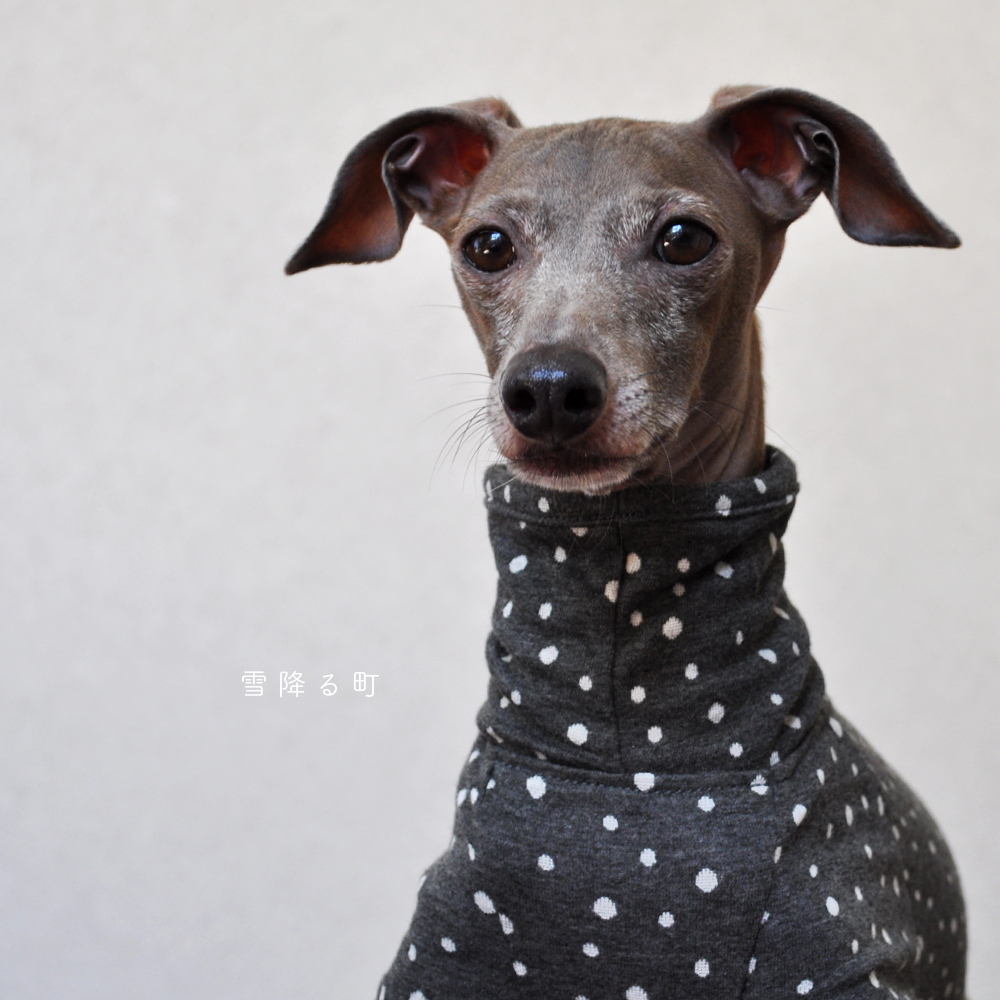 犬服｜雪降る町｜接結ニット｜選べる４タイプ×３カラー（ライトグレイ/ダークグレイ/ネイビー）