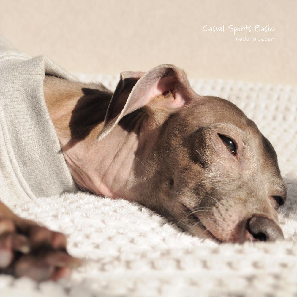 犬服｜Casual Sports Basic｜選べる４タイプ×２カラー（Grey/Navy）