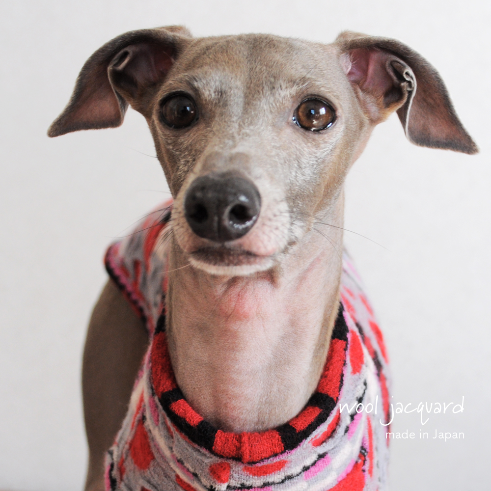犬服|日本製ウールジャガード|選べる3タイプ×3カラー(Blue/Red/Black)
