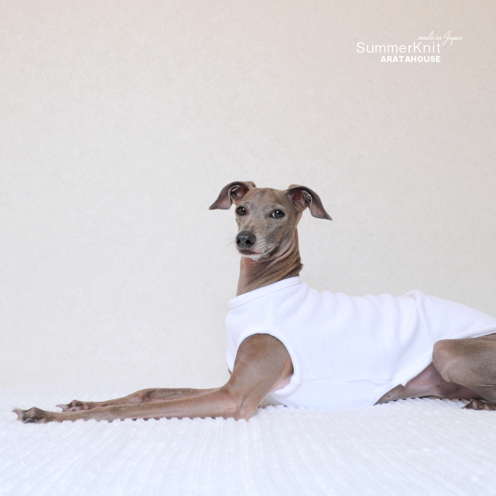 犬服|サマーニット|日本製コットン100%天竺ニット|選べる3タイプ×2カラー(純白/空色)