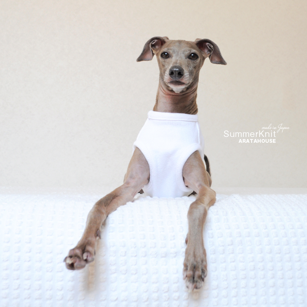 犬服|サマーニット|日本製コットン100%天竺ニット|選べる3タイプ×2カラー(純白/空色)