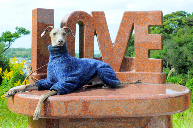 ITALIAN GREYHOUND BUONO!「愛を探し求めて旅に出る！」