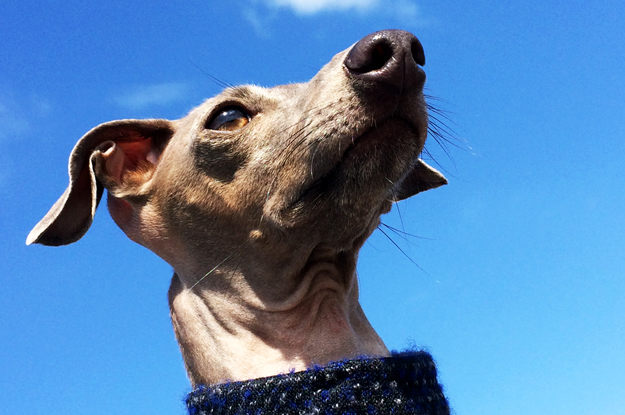 ITALIAN GREYHOUND BUONO!「愛を探し求めて旅に出る！」