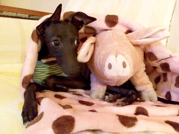 「お客様からのメッセージ」生後4ヶ月半のパピーちゃんがロンパースを着るとどうなる?