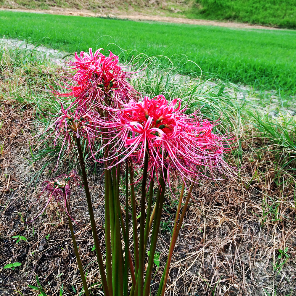 10月1日に想うこと。「風を感じ、匂いを感じ、季節を感じる」