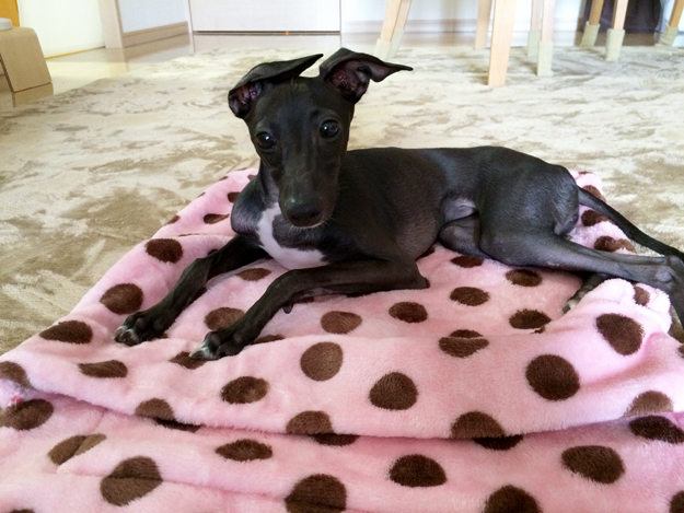 「お客様からのメッセージ」生後4ヶ月半のパピーちゃんがロンパースを着るとどうなる?