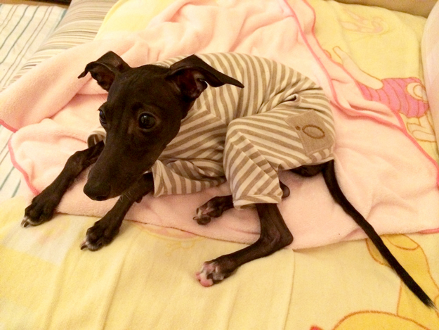 「お客様からのメッセージ」生後4ヶ月半のパピーちゃんがロンパースを着るとどうなる?