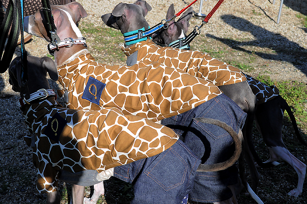 イタホイ祭りに「焼き芋」を食いに行く。in 三重県四日市「ドッグランBowwow Hills」