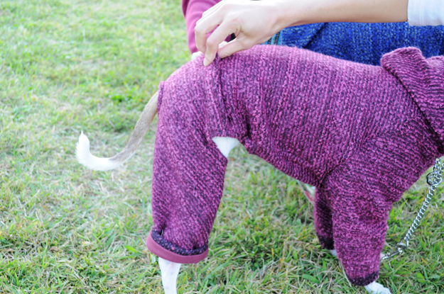 イタホイ祭りに「焼き芋」を食いに行く。in 三重県四日市「ドッグランBowwow Hills」