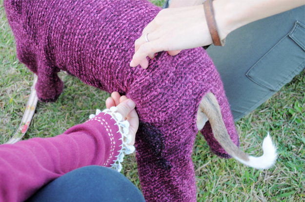 イタホイ祭りに「焼き芋」を食いに行く。in 三重県四日市「ドッグランBowwow Hills」