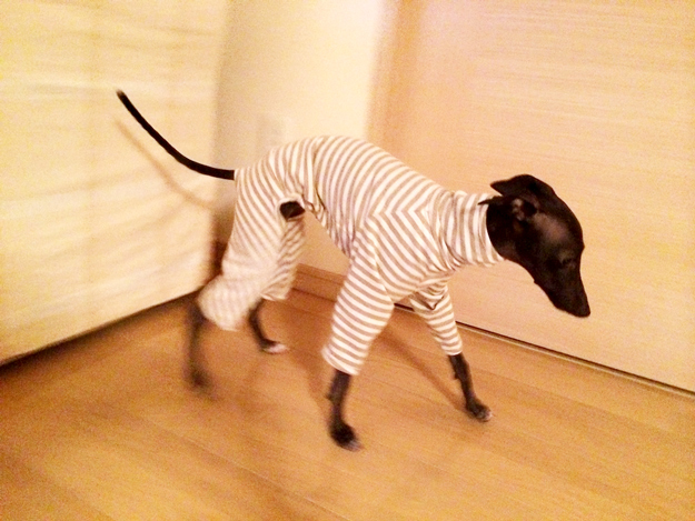 「お客様からのメッセージ」生後4ヶ月半のパピーちゃんがロンパースを着るとどうなる?