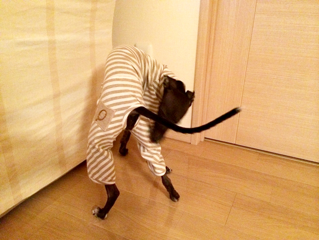 「お客様からのメッセージ」生後4ヶ月半のパピーちゃんがロンパースを着るとどうなる?