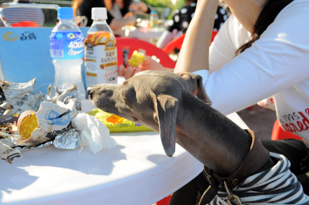 イタホイ祭りに「焼き芋」を食いに行く。in 三重県四日市「ドッグランBowwow Hills」