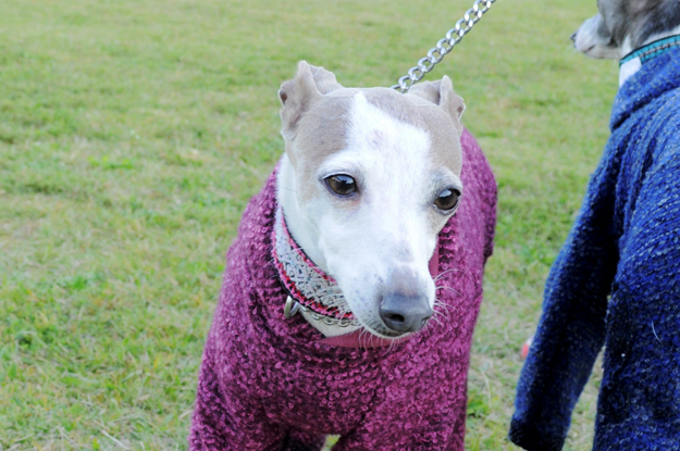 イタホイ祭りに「焼き芋」を食いに行く。in 三重県四日市「ドッグランBowwow Hills」