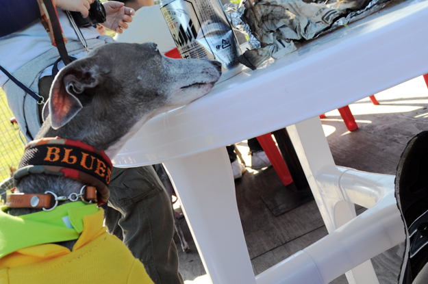 イタホイ祭りに「焼き芋」を食いに行く。in 三重県四日市「ドッグランBowwow Hills」