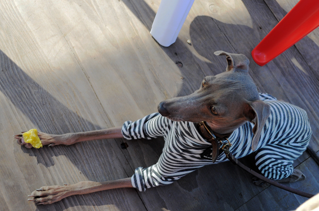 イタホイ祭りに「焼き芋」を食いに行く。in 三重県四日市「ドッグランBowwow Hills」