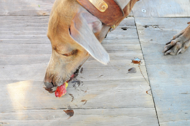 イタホイ祭りに「焼き芋」を食いに行く。in 三重県四日市「ドッグランBowwow Hills」