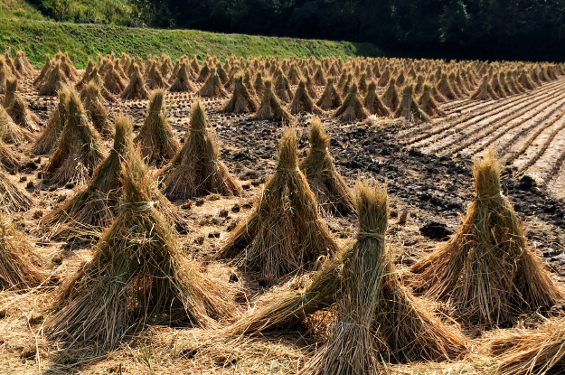 母の手でウール100%の毛糸を編んだ手作りのPoncho。寒い冬にほっかほっかイタグレBuono!ポンチョで笑顔になる。