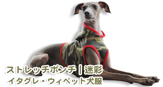 「お客様からのメッセージ」驚き!!!全犬種中最速「サルーキちゃん」のお洋服をご注文いただいた!