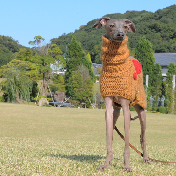 母の手でウール100%の毛糸を編んだ手作りのPoncho。寒い冬にほっかほっかイタグレBuono!ポンチョで笑顔になる。