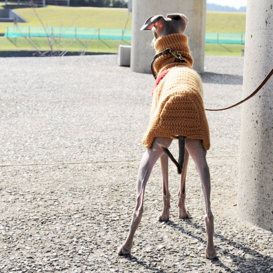 母の手でウール100%の毛糸を編んだ手作りのPoncho。寒い冬にほっかほっかイタグレBuono!ポンチョで笑顔になる。