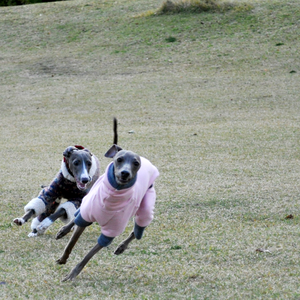 「イタグレ」そら君と、たくさんあそんだよ。in淡路島