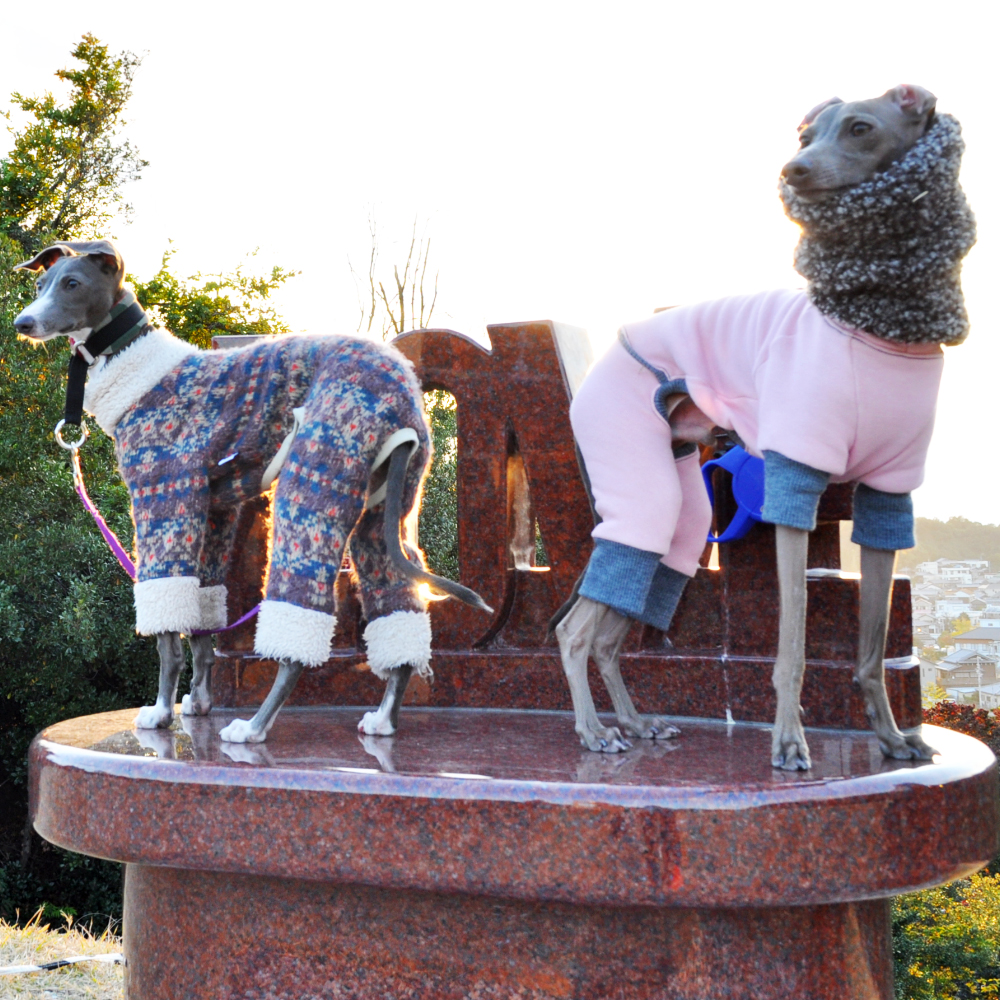 「イタグレ」そら君と、たくさんあそんだよ。in淡路島