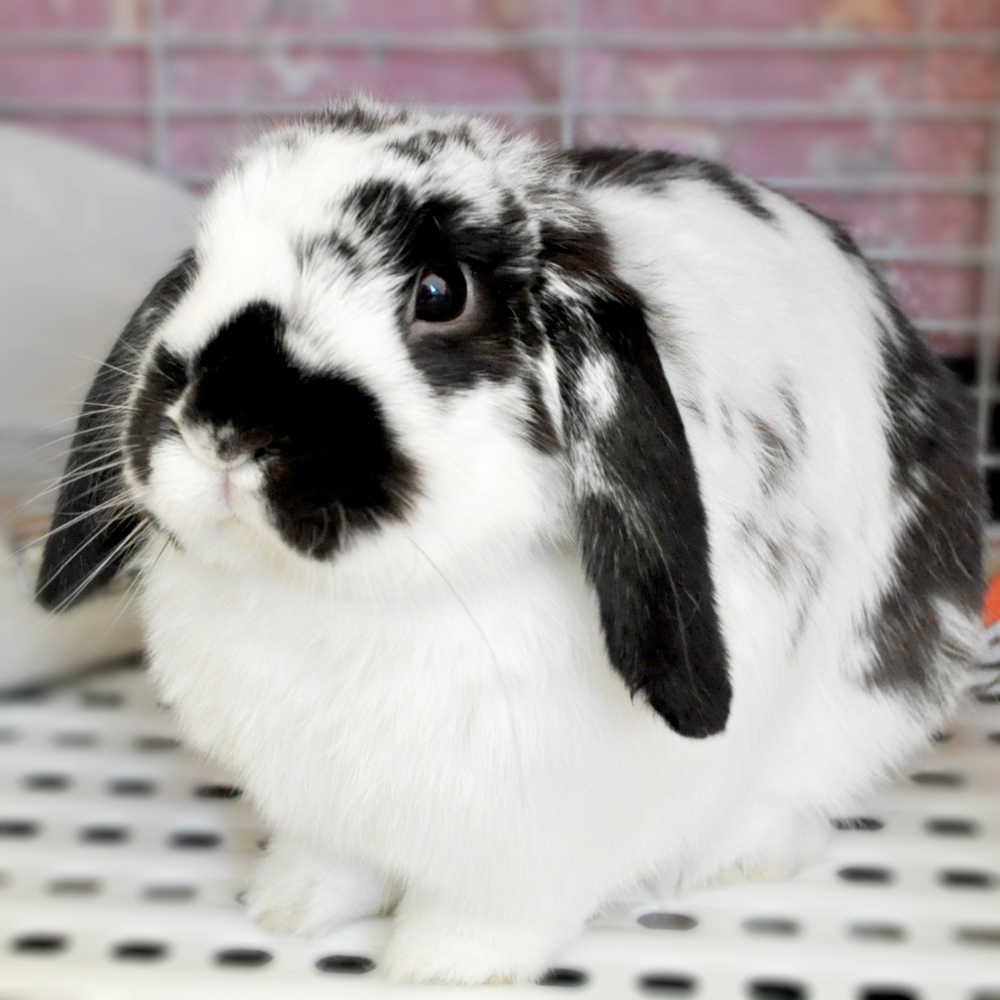 「イタグレ」そら君と、たくさんあそんだよ。in淡路島