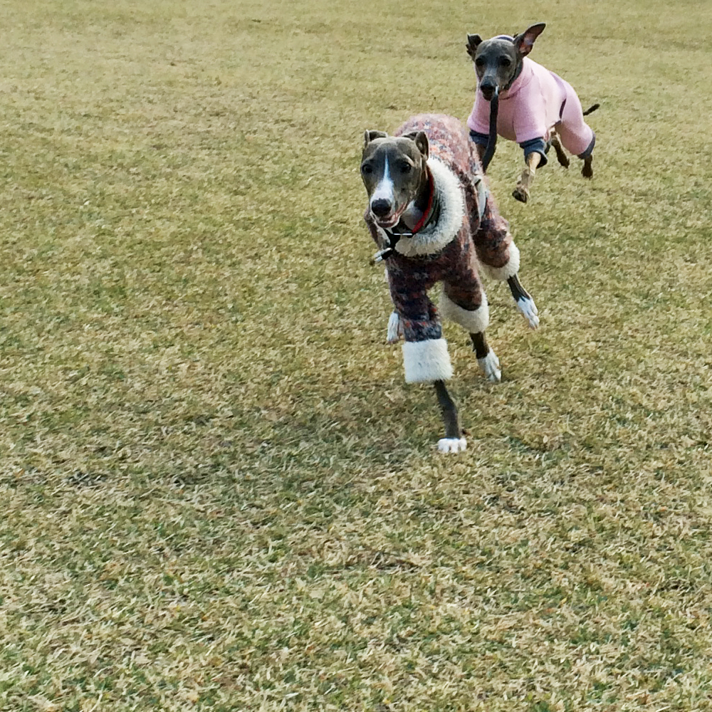 「イタグレ」そら君と、たくさんあそんだよ。in淡路島