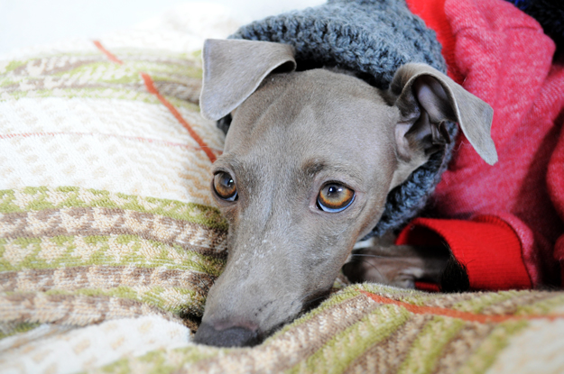 おっ!美味い!主役は「松山あげ」土鍋で作る炊き込み御飯