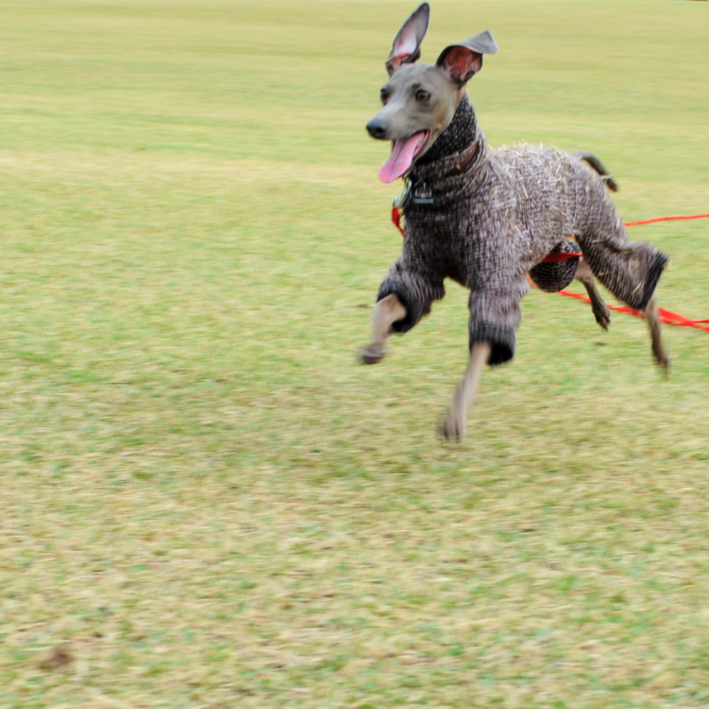 愛犬イタグレBuono!の「２才の誕生日」に感じた、少しの葛藤と、大っきな喜び。