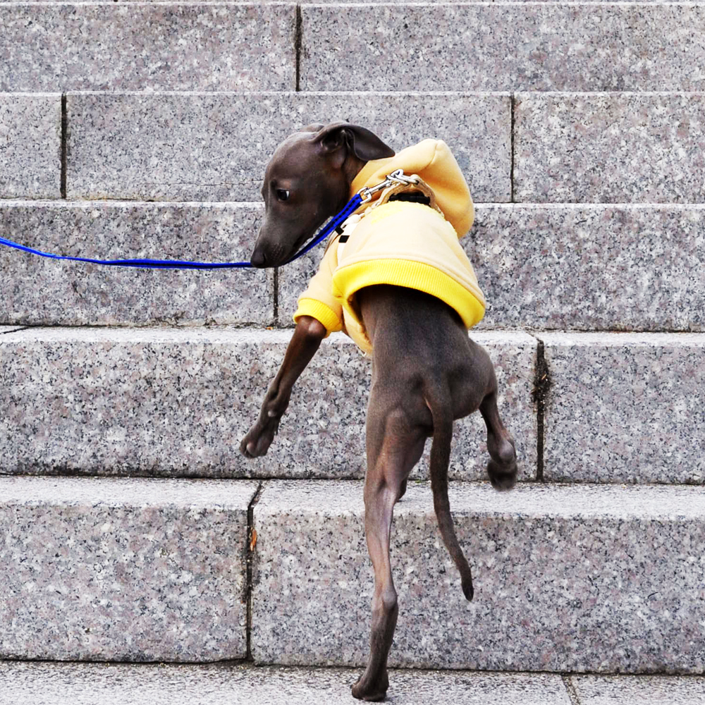 愛犬イタグレBuono!の「２才の誕生日」に感じた、少しの葛藤と、大っきな喜び。