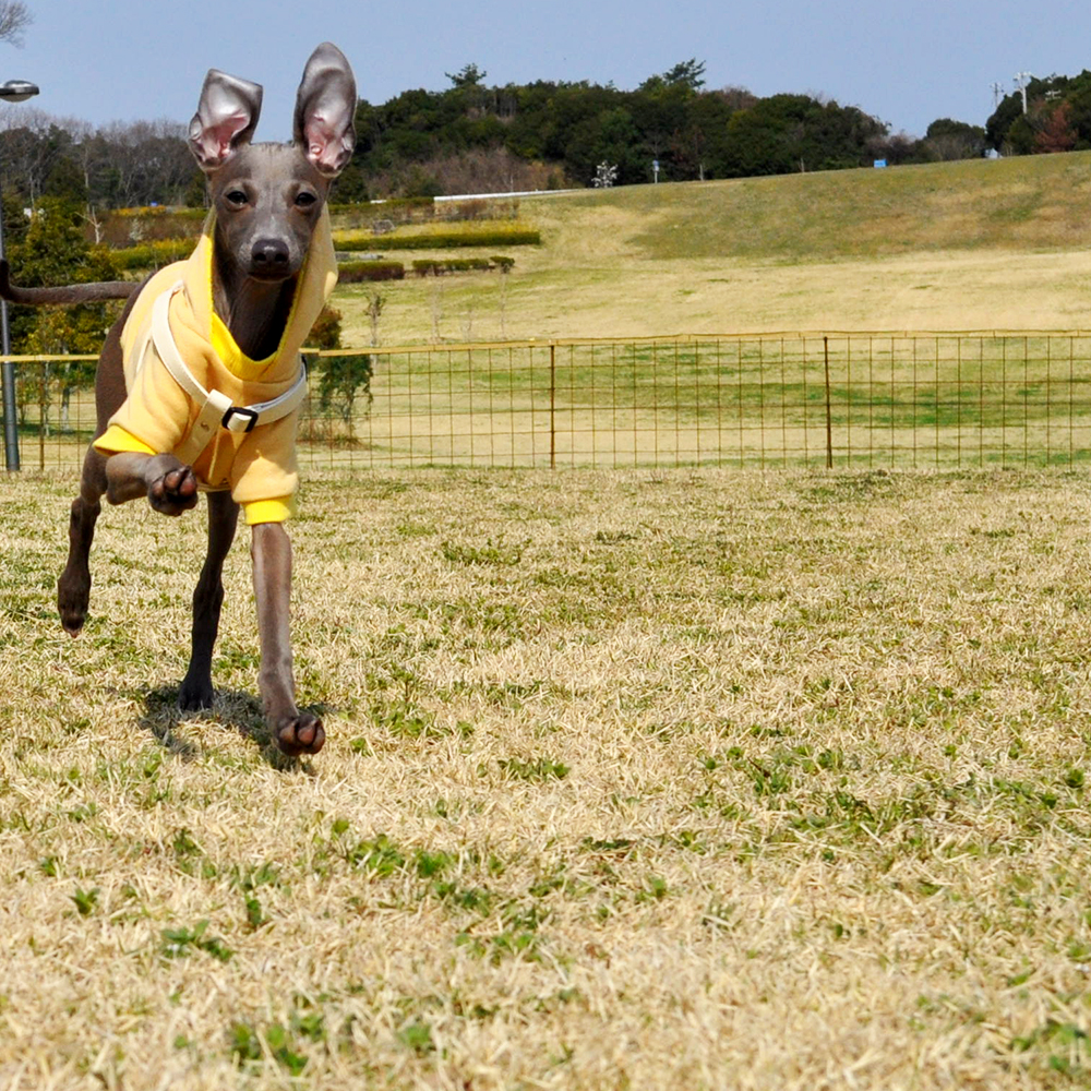 愛犬イタグレBuono!の「２才の誕生日」に感じた、少しの葛藤と、大っきな喜び。