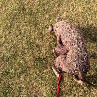 愛犬イタグレBuono!「2才の誕生日」に感じた、少しの葛藤と、大っきな喜び。