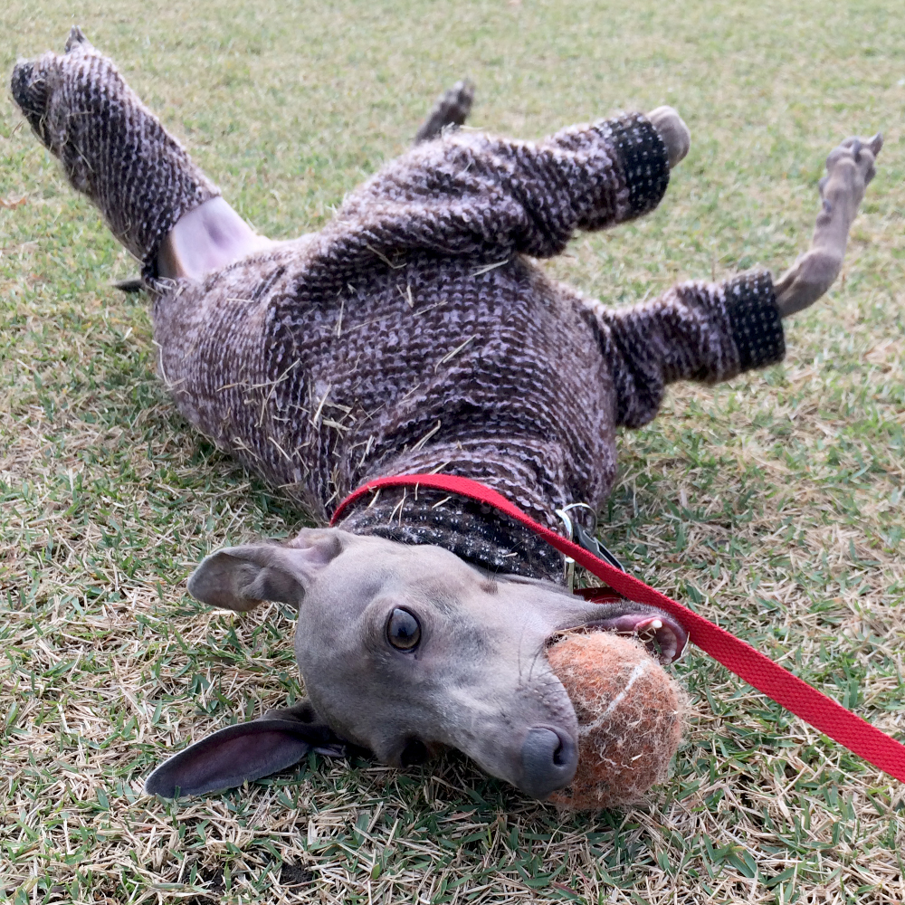 愛犬イタグレBuono!の「２才の誕生日」に感じた、少しの葛藤と、大っきな喜び。