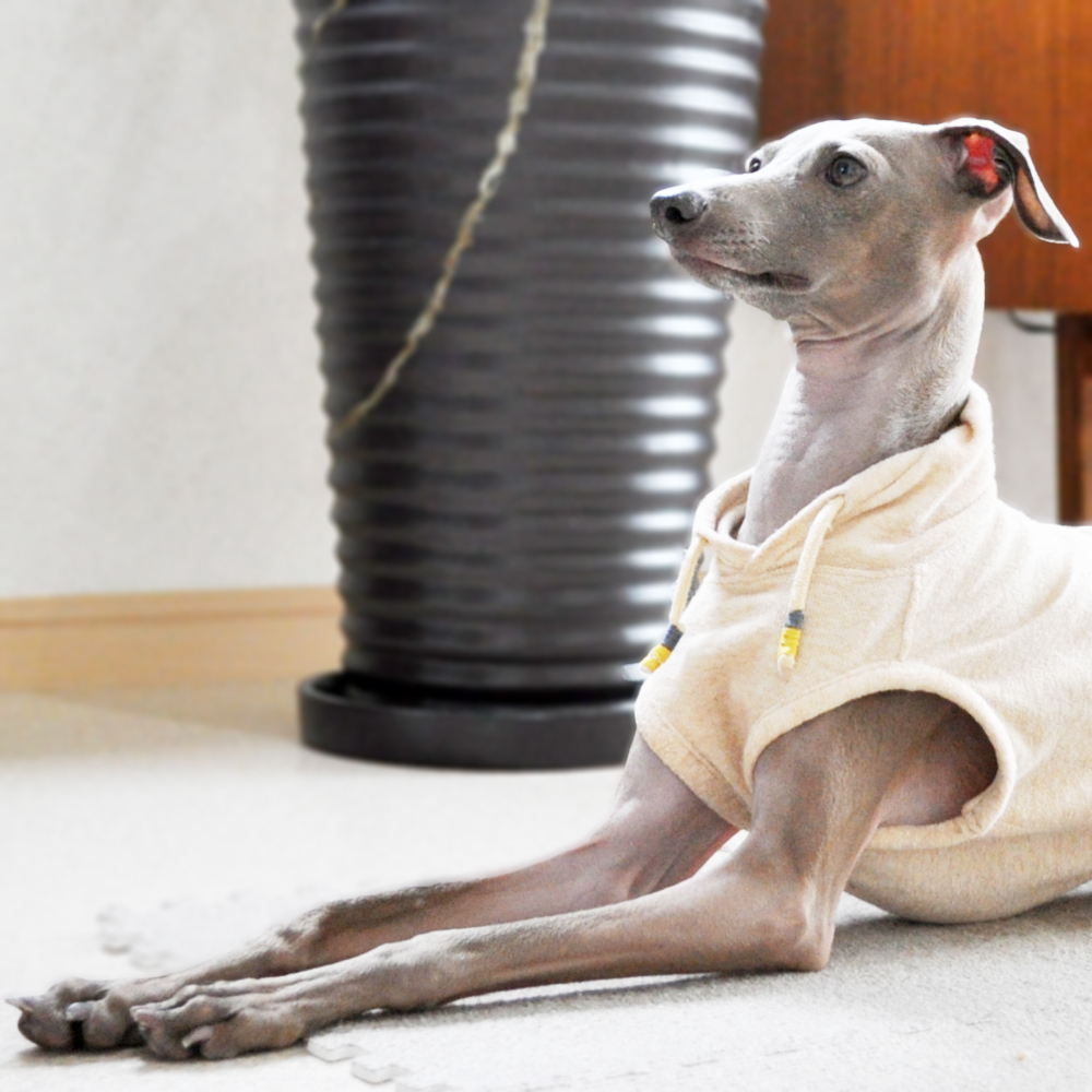 ”愛犬”イタグレ骨折治療365日の備忘録｜原因・治療・現在