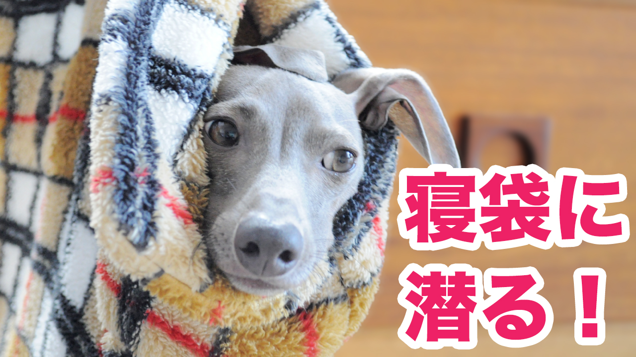 【YouTube｜動画】イタグレ「犬寝袋」に潜る！初めて使う時の簡単な使い方