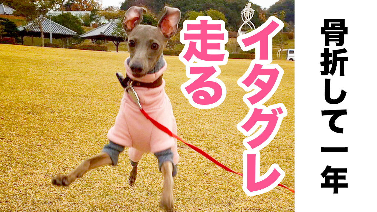 脚の骨折から一年 元気いっぱい走り回るイタグレbuono Youtube 動画 Arata House