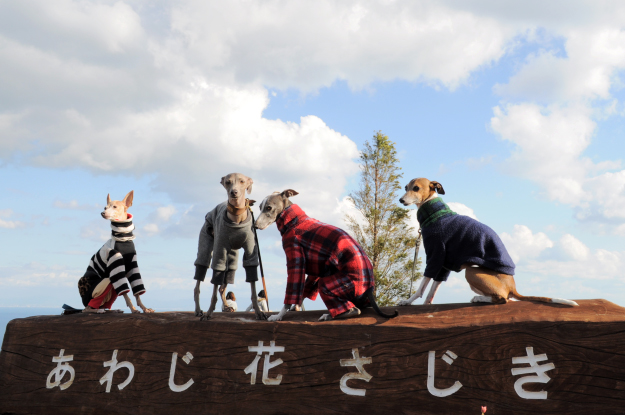 「淡路島スポット」イタグレと行くお花畑｜あわじ花さじき