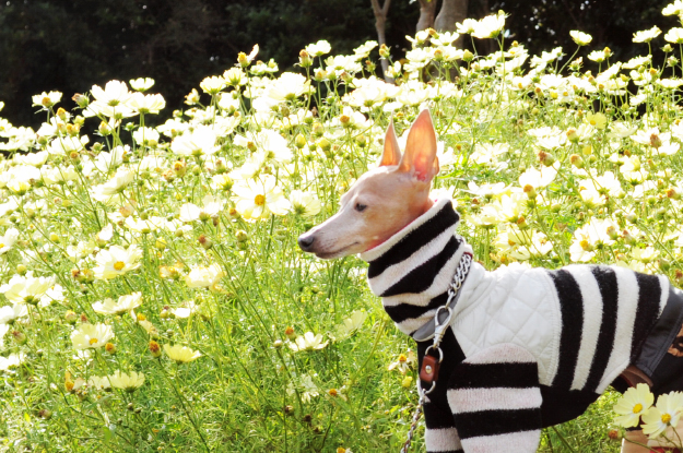 「淡路島スポット」イタグレと行くお花畑｜あわじ花さじき