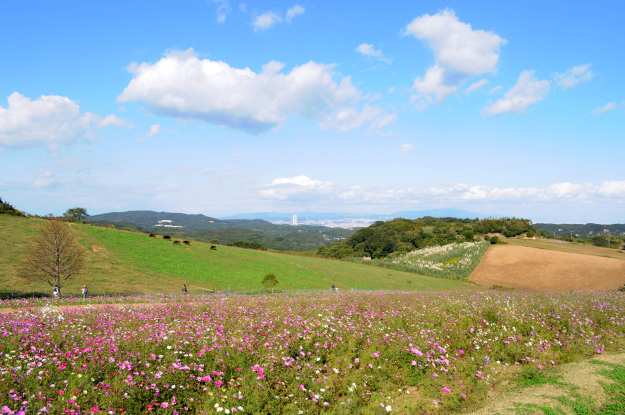 「淡路島スポット」イタグレと行くお花畑｜あわじ花さじき