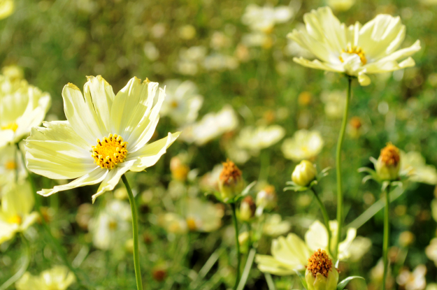 「淡路島スポット」イタグレと行くお花畑｜あわじ花さじき